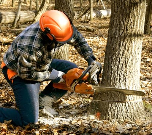 Tree Removal in Wyandotte, OK